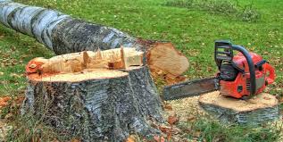 Best Tree Health Inspection  in Jones, OK