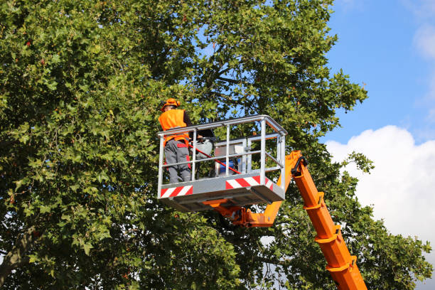 Best Tree Removal  in Jones, OK