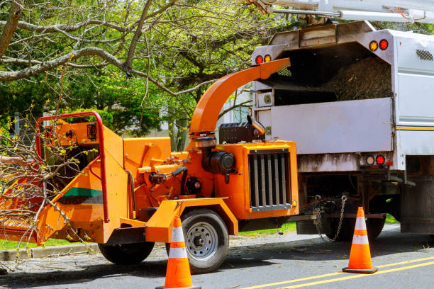 Best Tree Mulching  in Jones, OK
