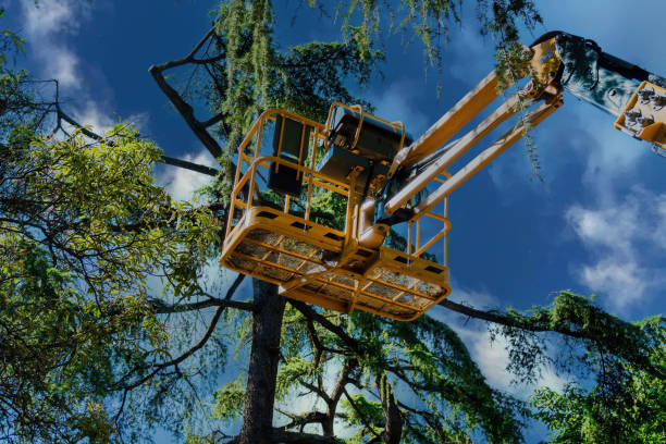 How Our Tree Care Process Works  in  Jones, OK