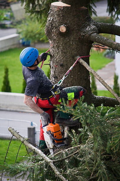 Best Stump Grinding and Removal  in Jones, OK