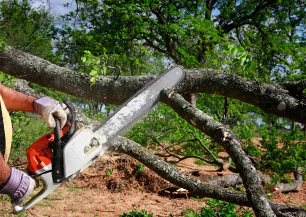 Best Tree and Shrub Care  in Jones, OK
